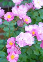 grote kaart a4 - roze roosjes