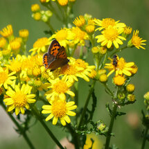 wenskaart - vlinder op gele bloem