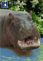 3d ansichtkaart - lenticulaire kaart - nijlpaard