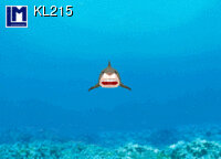 3d ansichtkaart - lenticulaire kaart - haai