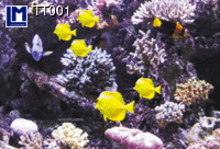 3d ansichtkaart - lenticulaire kaart - vissen