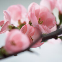 wenskaart - kersenbloesem