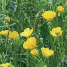 wenskaart - boterbloemen