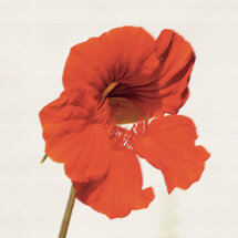 wenskaart - oost-indische kers