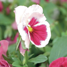 wenskaart - viooltje roze wit 