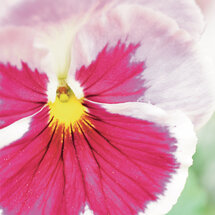 wenskaart - viooltje roze wit 2