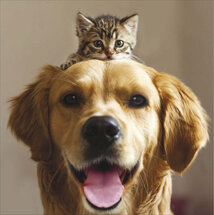 wenskaart woodmansterne - hond en kitten