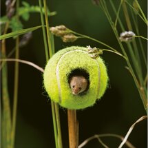 wenskaart woodmansterne - muis in tennisbal