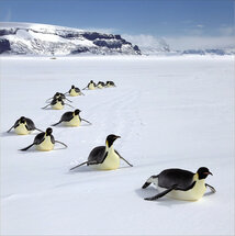 6 luxe kerstkaarten woodmansterne - Wishing you a Merry Christmas and a Happy New Year - pinguins