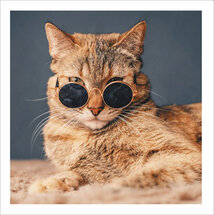 wenskaart woodmansterne - cool cat