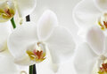 ansichtkaart - orchidee