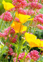 grote wenskaart a4 - bloemen rood geel