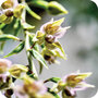 vierkante ansichtkaart met envelop - wilde orchidee
