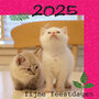 5 vierkante kerstkaarten - 2025 fijne feestdagen - kittens