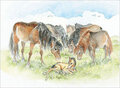ansichtkaart paarden met veulen