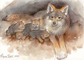 ansichtkaart wolf met jongen