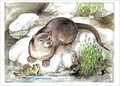 ansichtkaart otter