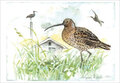 ansichtkaart grutto - vogel