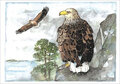 ansichtkaart roofvogels