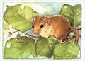 ansichtkaart muis