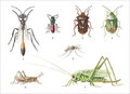 ansichtkaart insecten sprinkhaan