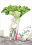 ansichtkaart moestuin