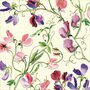 wenskaart woodmansterne emma bridgewater - siererwt