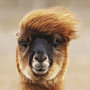 wenskaart woodmansterne - funky lama