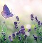 wenskaart - lavendel en vlinder