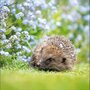 wenskaart woodmansterne - egel en vergeetmenietje