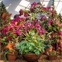 wenskaart woodmansterne - tropische tuin
