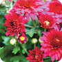 vierkante ansichtkaart met envelop - chrysanten