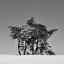 wenskaart - bomen zwart-wit