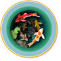 3D pop up wenskaart  - a cup of tea - koi karper vissen