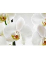 ansichtkaart - orchidee