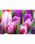ansichtkaart - tulpen paars roze
