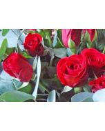 ansichtkaart - rode rozen