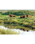 ansichtkaart - runderen koeien bij water | muller wenskaarten