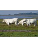 ansichtkaart - witte runderen koeien bij water | muller wenskaarten