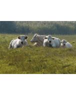 ansichtkaart - witte runderen koeien | muller wenskaarten
