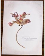 ansichtkaart van jenny bakker - armeluisorchidee | Muller wenskaarten