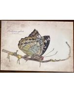 ansichtkaart dubbeldieren van jenny bakker - ijsvogelvlinder | muller wenskaarten