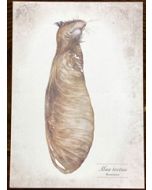 ansichtkaart dubbeldieren van jenny bakker - muiscocon | Muller wenskaarten
