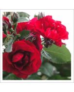 wenskaart - rode rozen
