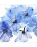 bloemenkaart muller wenskaarten - blauwe bloemen