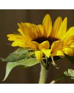 bloemenkaart muller wenskaarten - zonnebloem