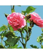 wenskaart muller wenskaarten - roze rozen