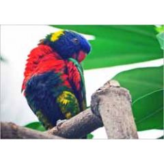 ansichtkaart - papegaai - blauw