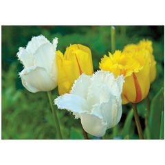 ansichtkaart - tulpen wit geel | muller wenskaarten