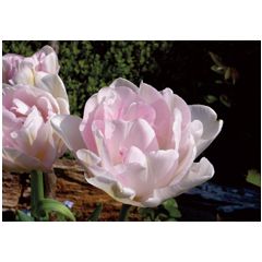ansichtkaart - tulpen roze | muller wenskaarten